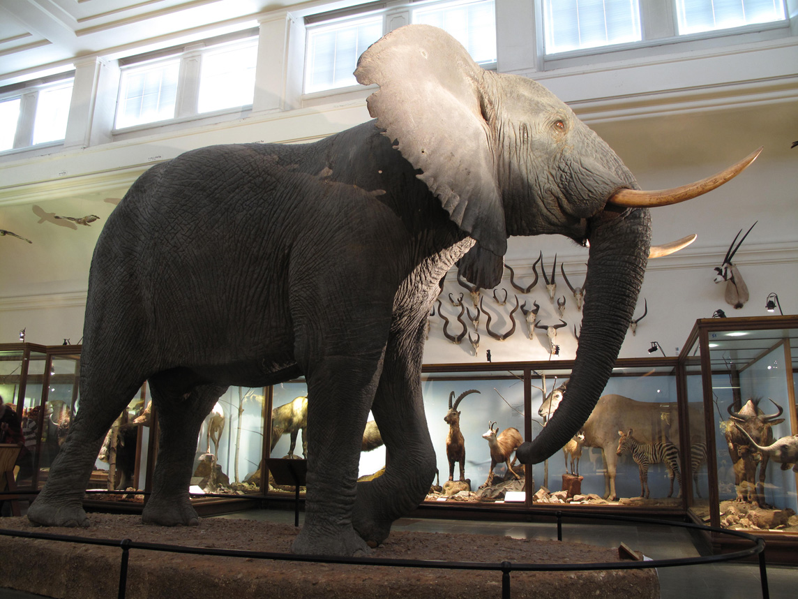 A trip to the Natural History Museum and the Museum of Art in Gothenburg